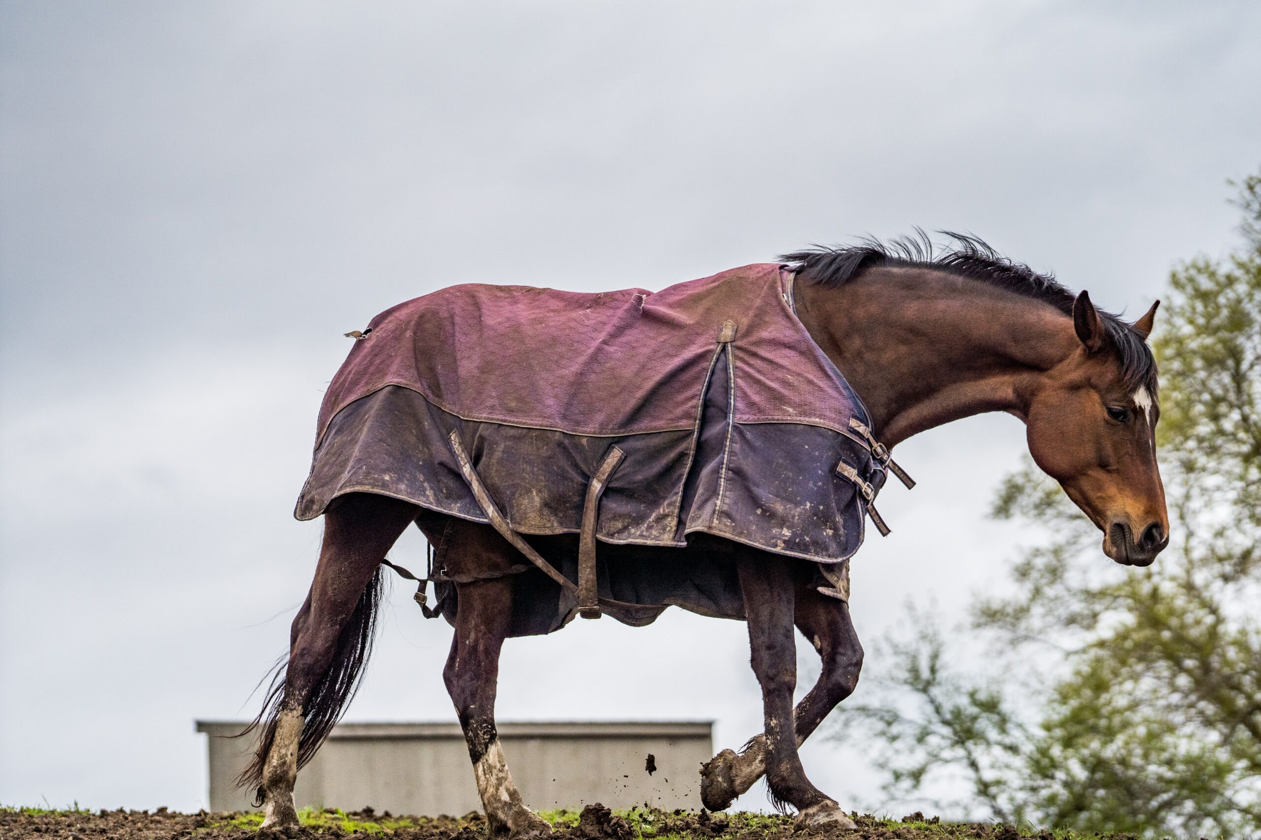 Do Horses Need Blankets in the Rain?