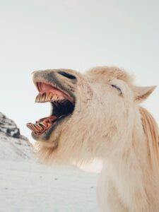 Why Do Horses Scrape Their Teeth?