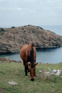 How Many Days Can You Give a Horse Bute?