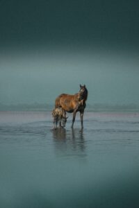 What is the Fastest Way to Hydrate a Horse?
