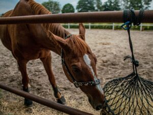 Should I Add Salt to My Horse's Feed?
