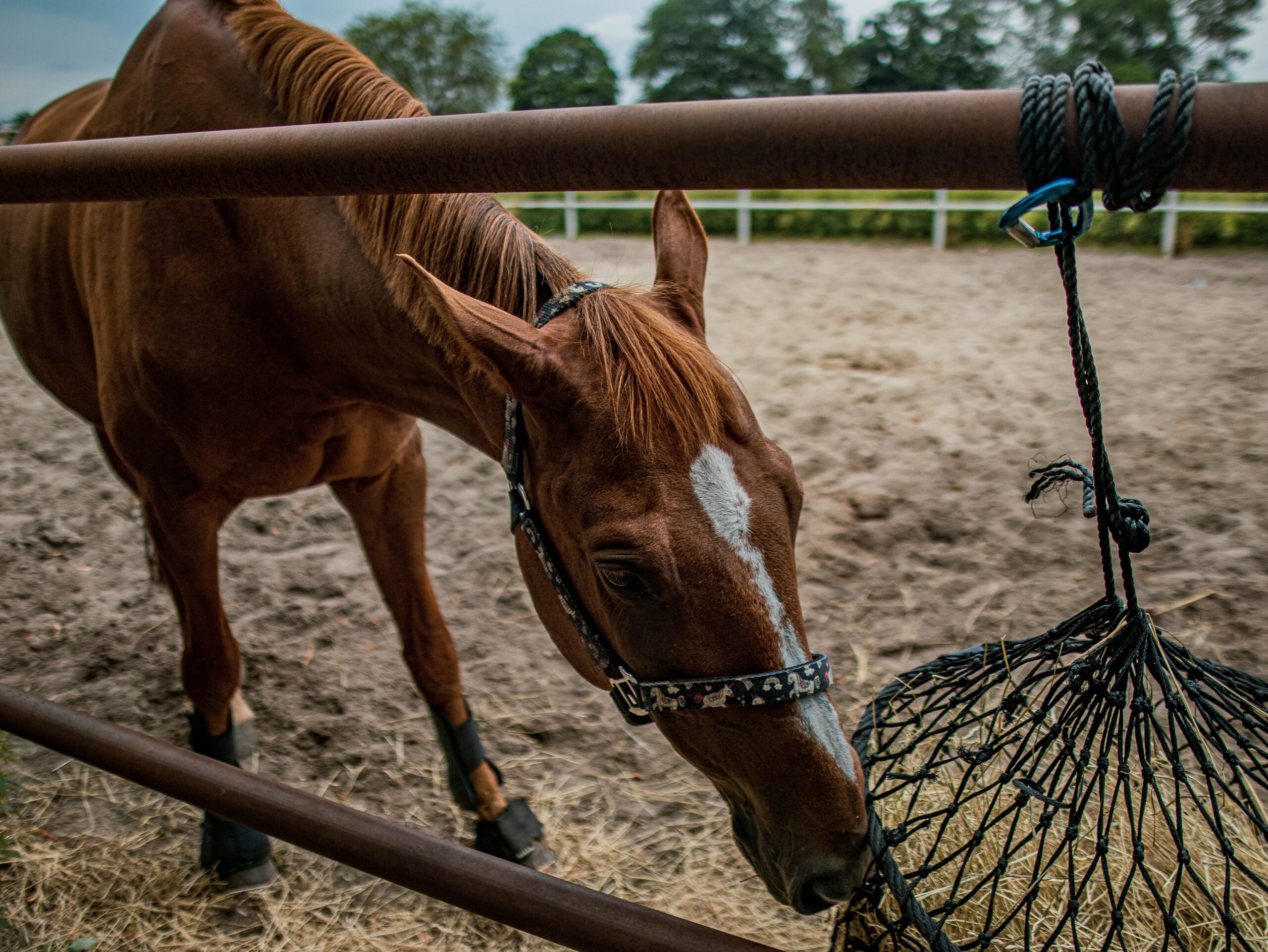 Should I Add Salt to My Horse’s Feed?