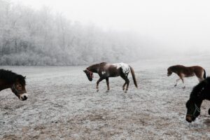 How cold is too cold for horses to be out?