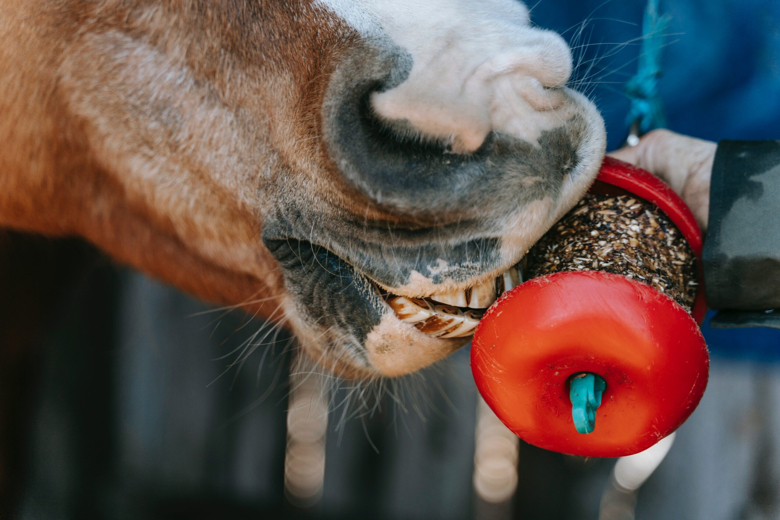 Do Horses Need Salt in the Winter?