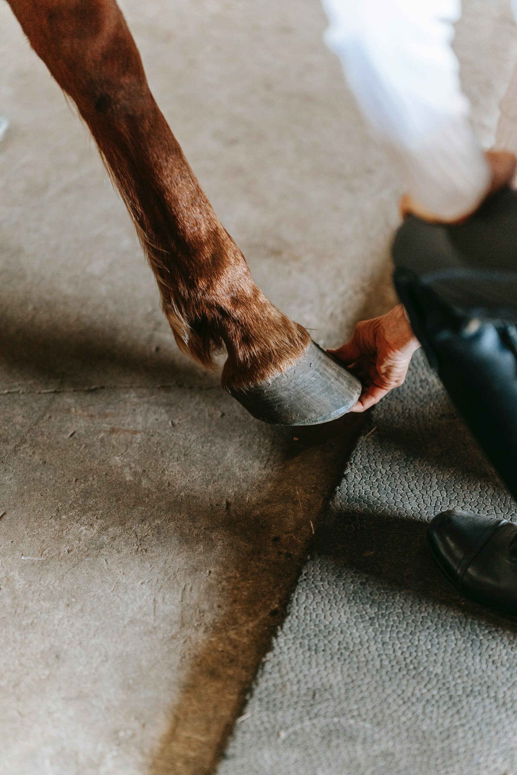 Why Do Horses Rub Their Hooves on the Ground?
