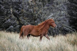 Can a Horse Survive in the Forest?