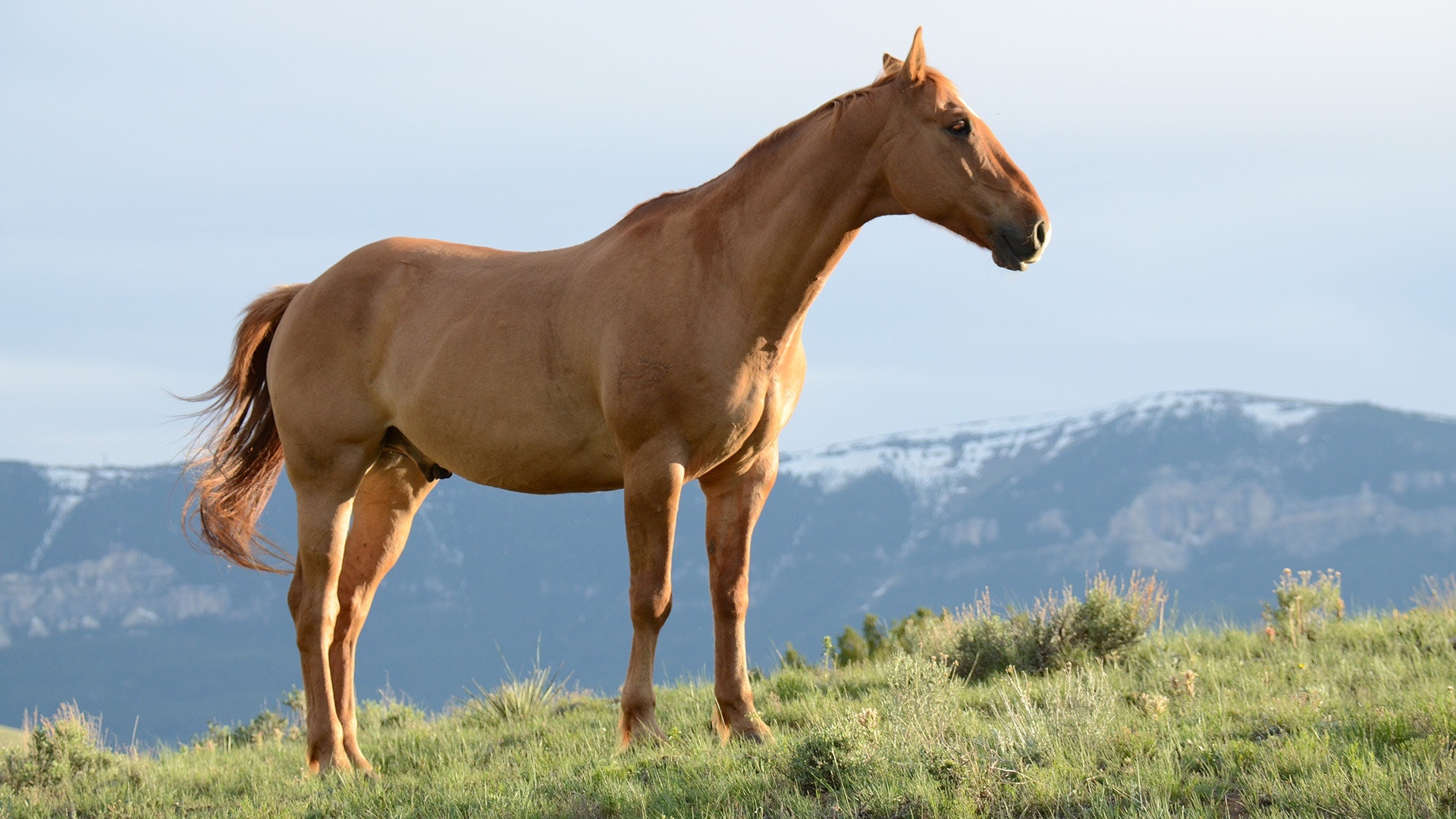 Going Saddle-Free: How to Mount a Horse Without a Saddle