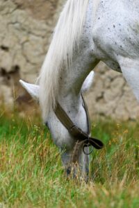 What is the number one cause of colic in horses