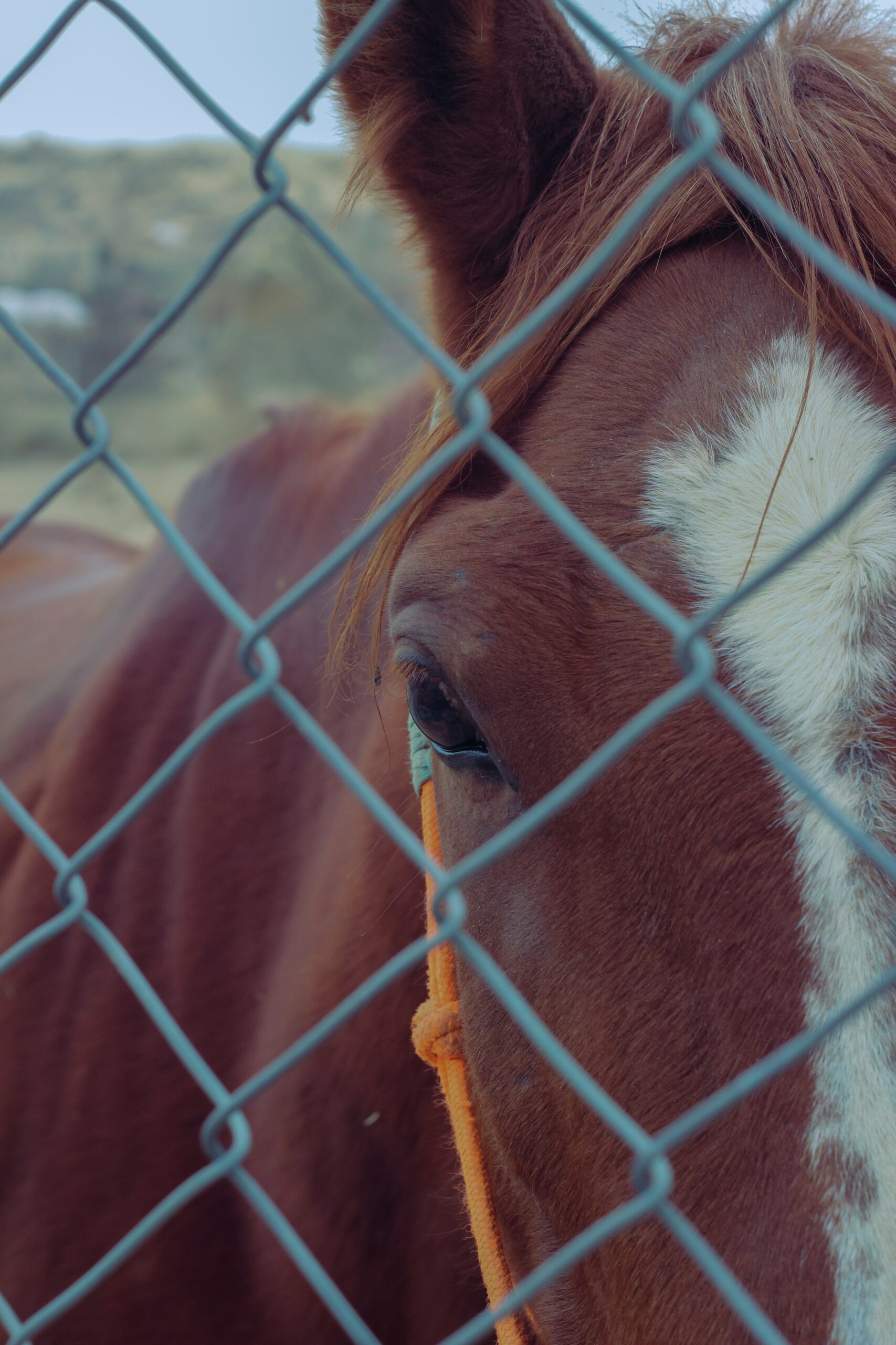 Do Horses Remember Traumatic Experiences?