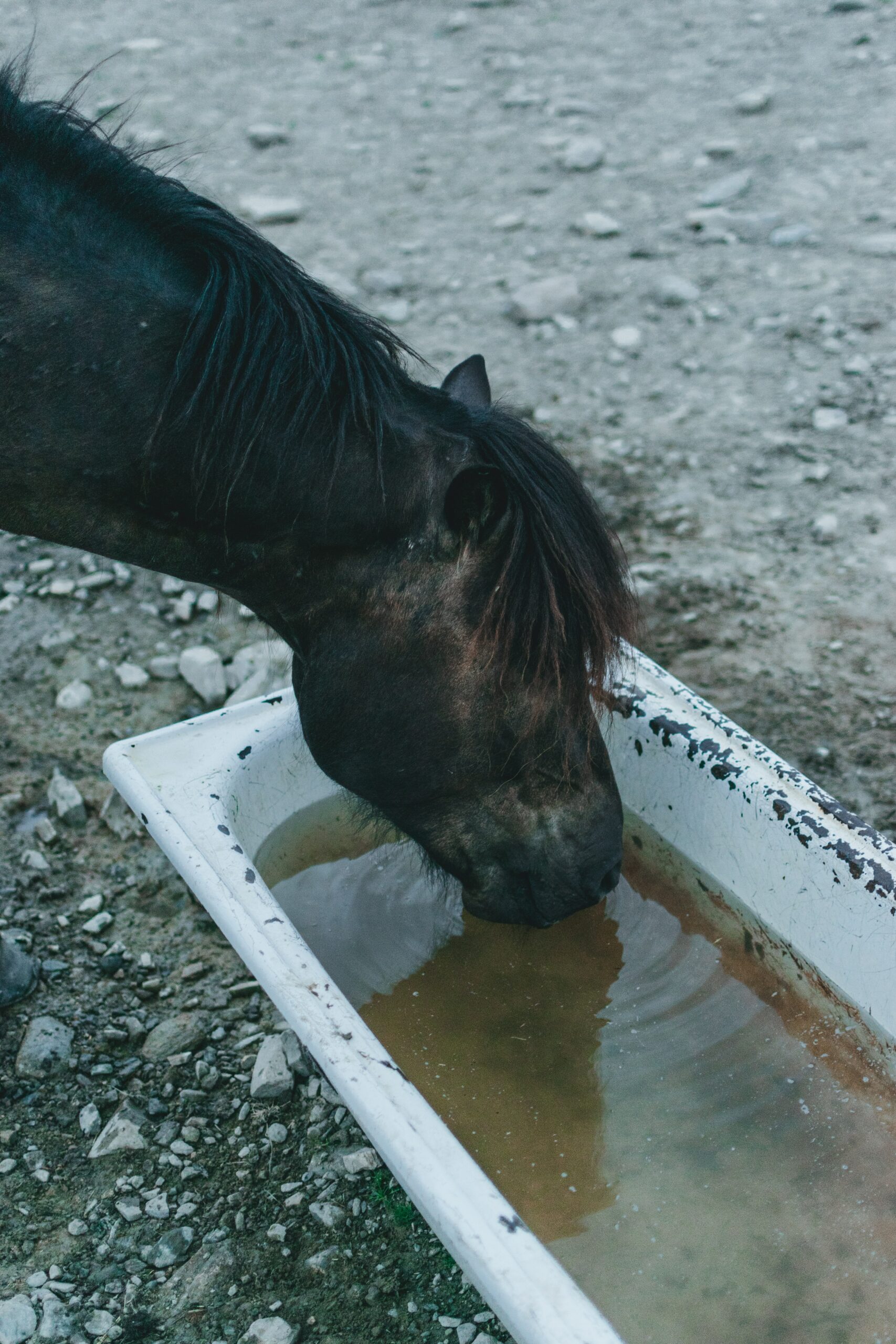 Should I Give My Horse Electrolytes Every Day?