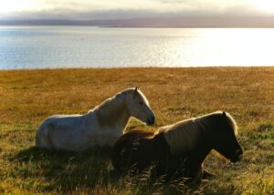 Are Quarter Horses Good for English Riding?