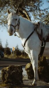 Can Electrolytes Cause Colic in Horses?