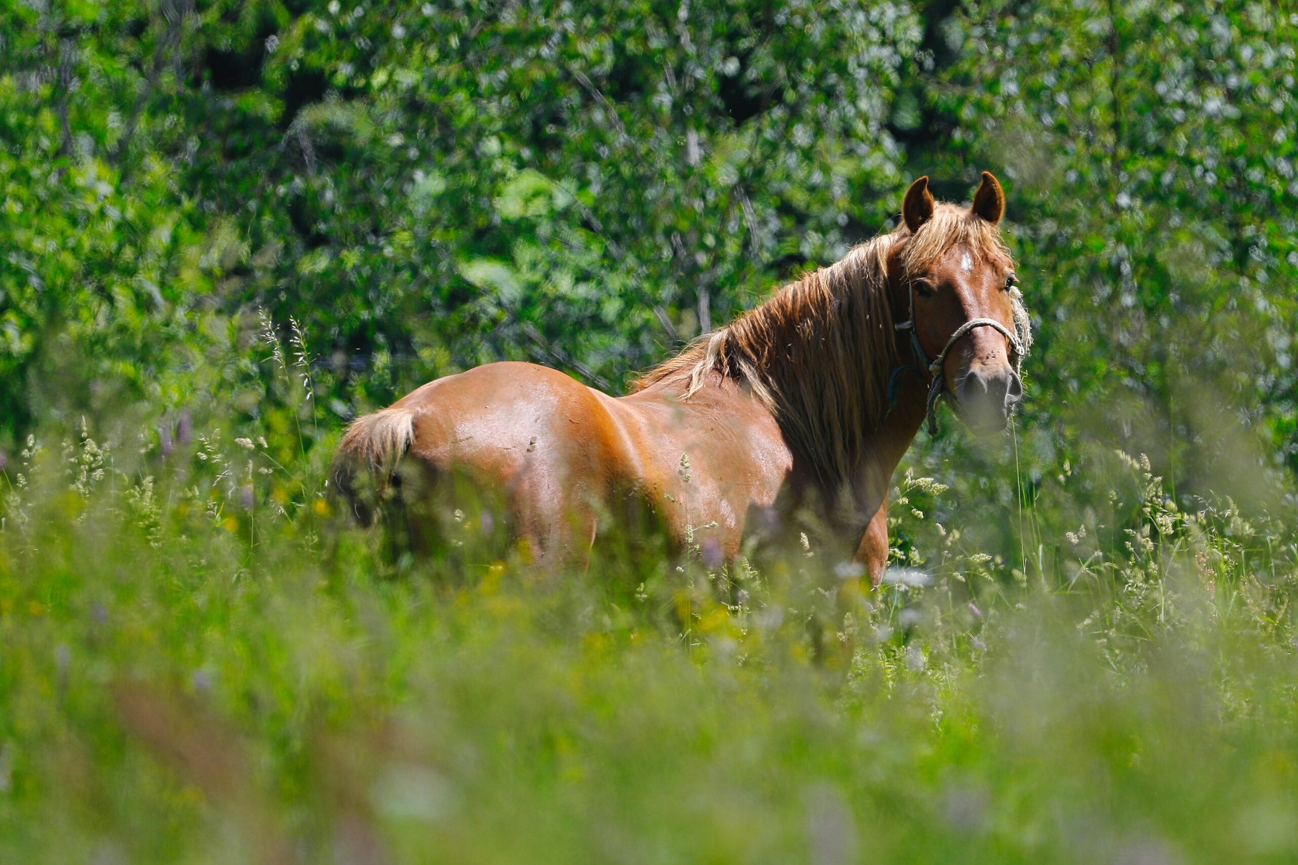 Can too much Grass cause Colic in Horses?