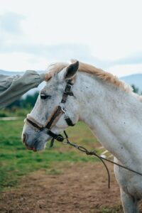 What are the signs of gas colic in horses?