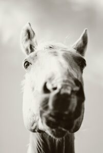 Why Does My Horse Rub Her Head on Me?