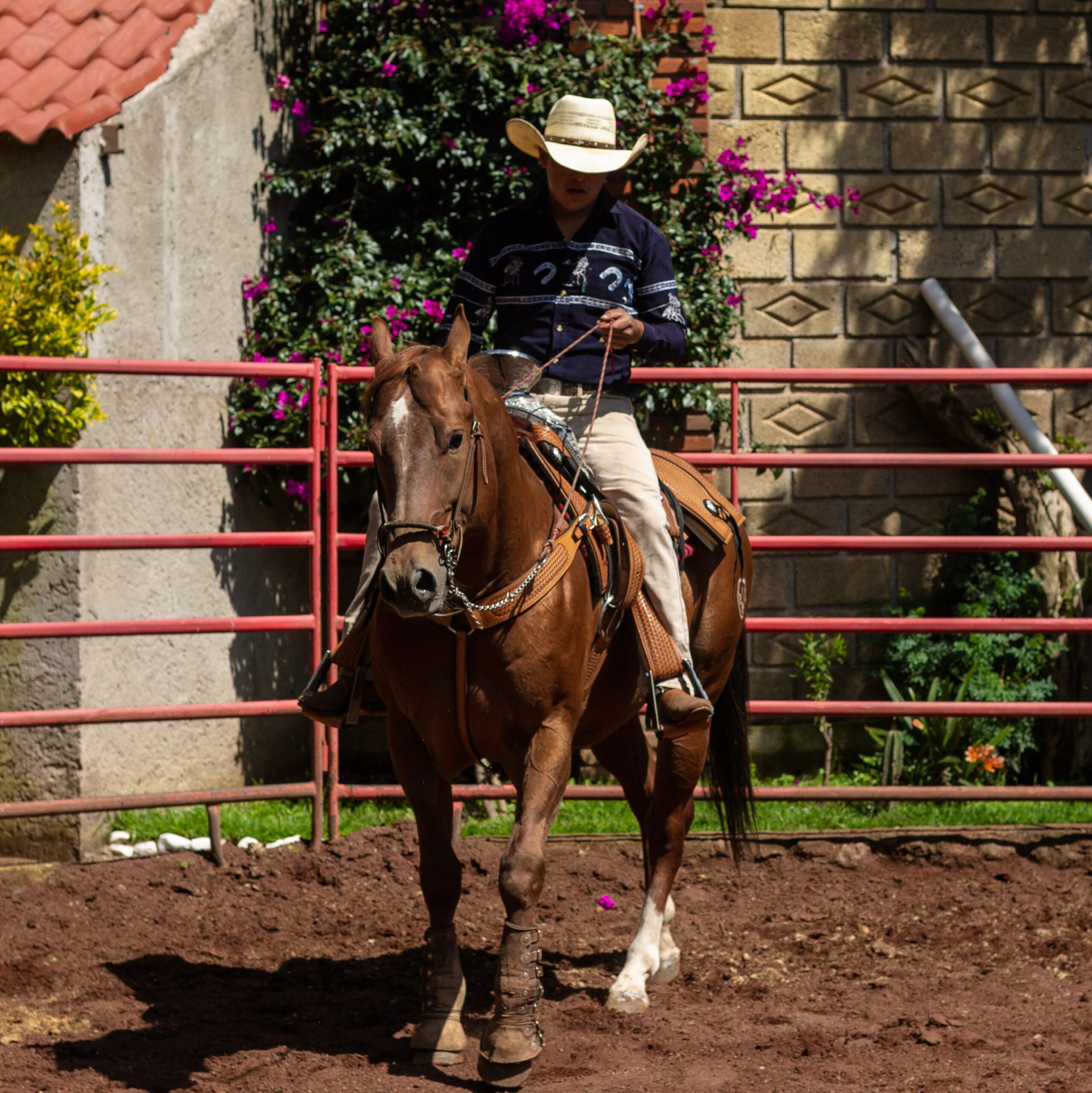 How to Turn a Horse Western Style: A Beginner's Guide