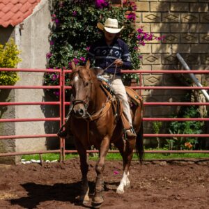 Do Horses Have Memories?