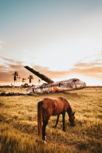 Can You Overdose a Horse on Electrolytes?