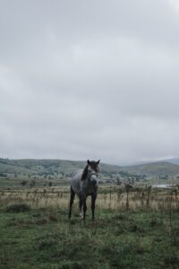Should a colicky horse eat hay?