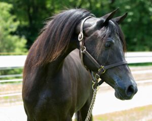 Why Do Horses Move Their Head in a Circle?