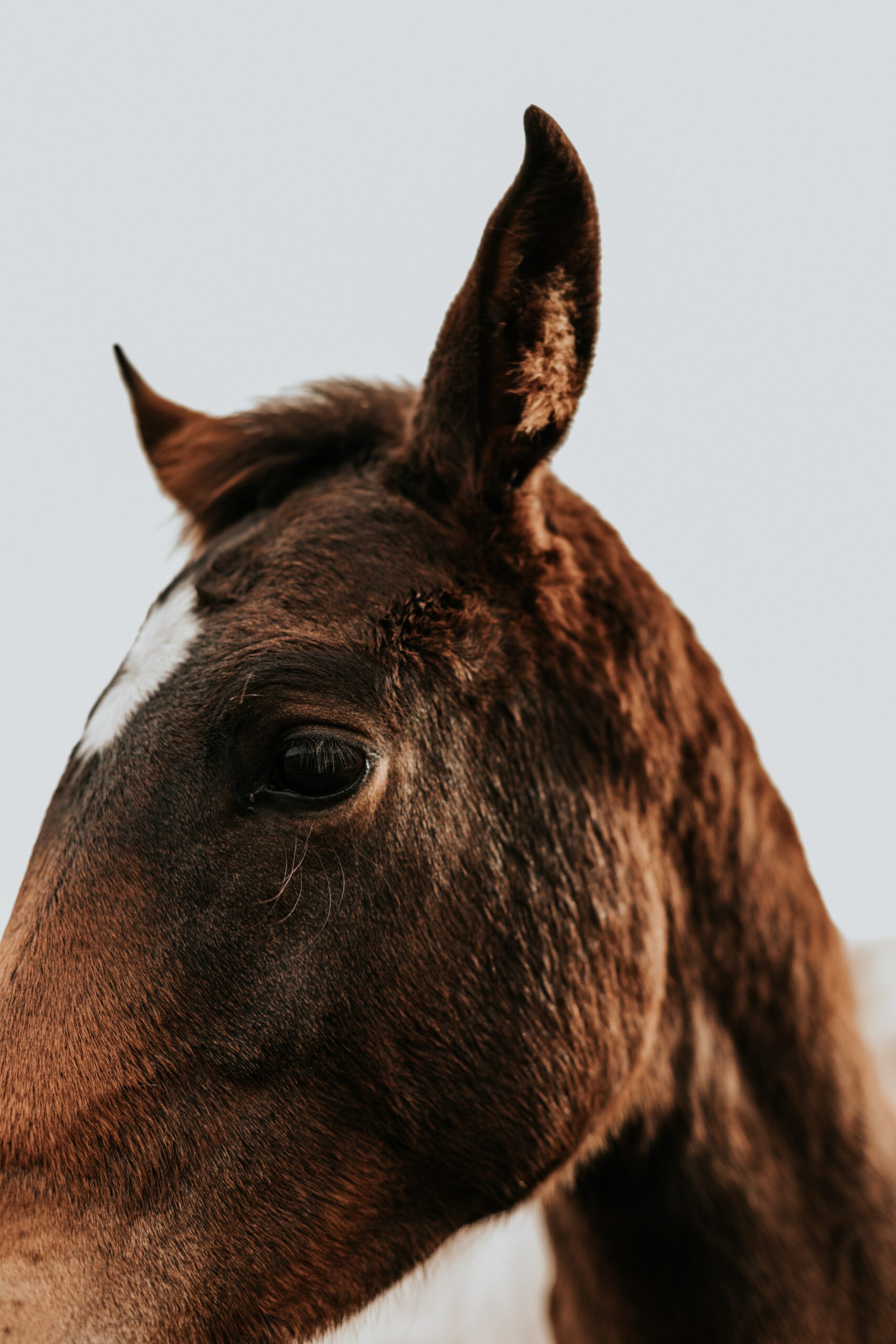 Do Horses Mirror Your Emotions?