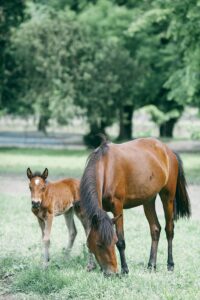 Salt or Electrolytes: What's Best for My Horse?