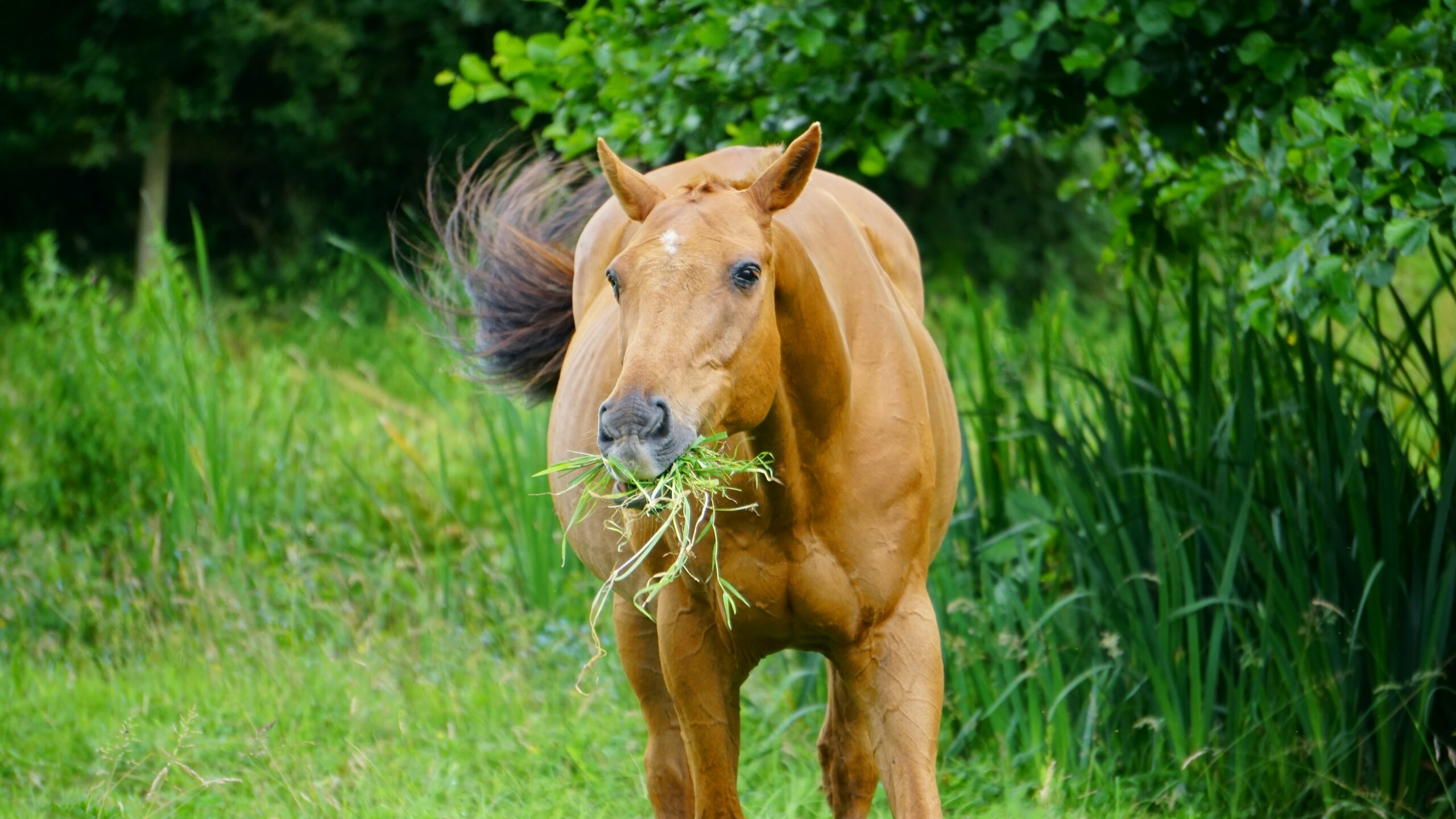 What is a Natural Electrolyte for Horses?