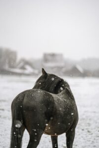 Why Does My Horse Turn Her Back on Me?