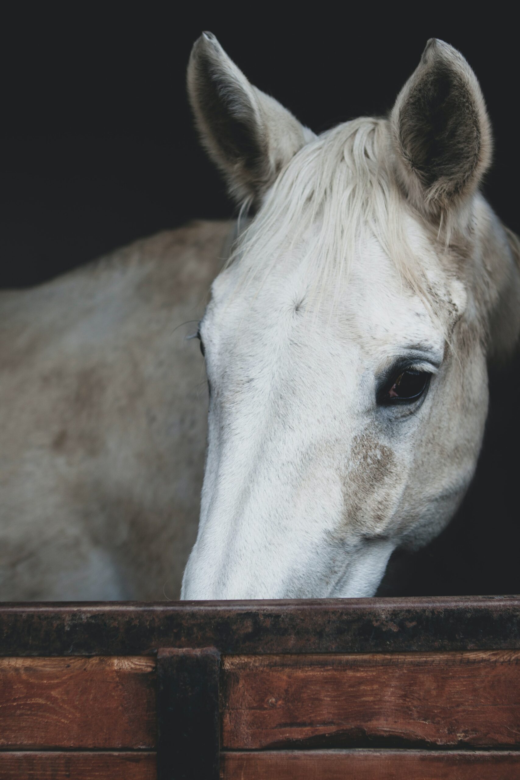 Do Horses Need Bedding in Their Stalls?