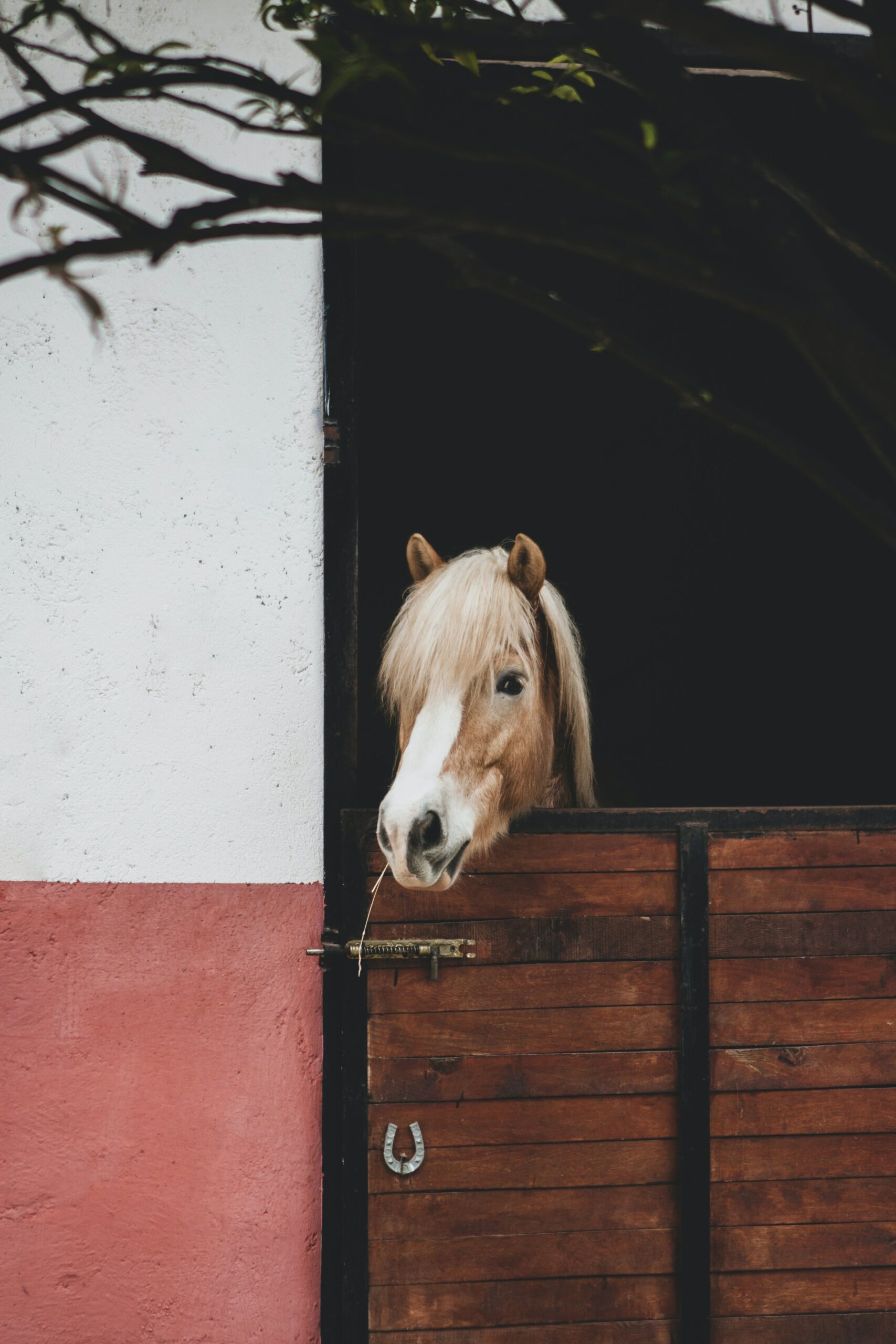 Are Horses OK with No Shelter?