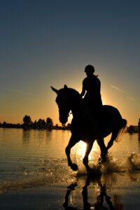 How Do Horses View Humans?