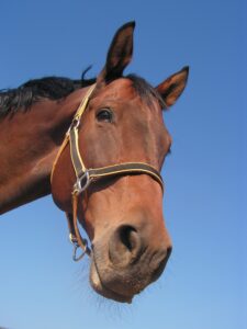 Why Does My Horse Nibble on Me?