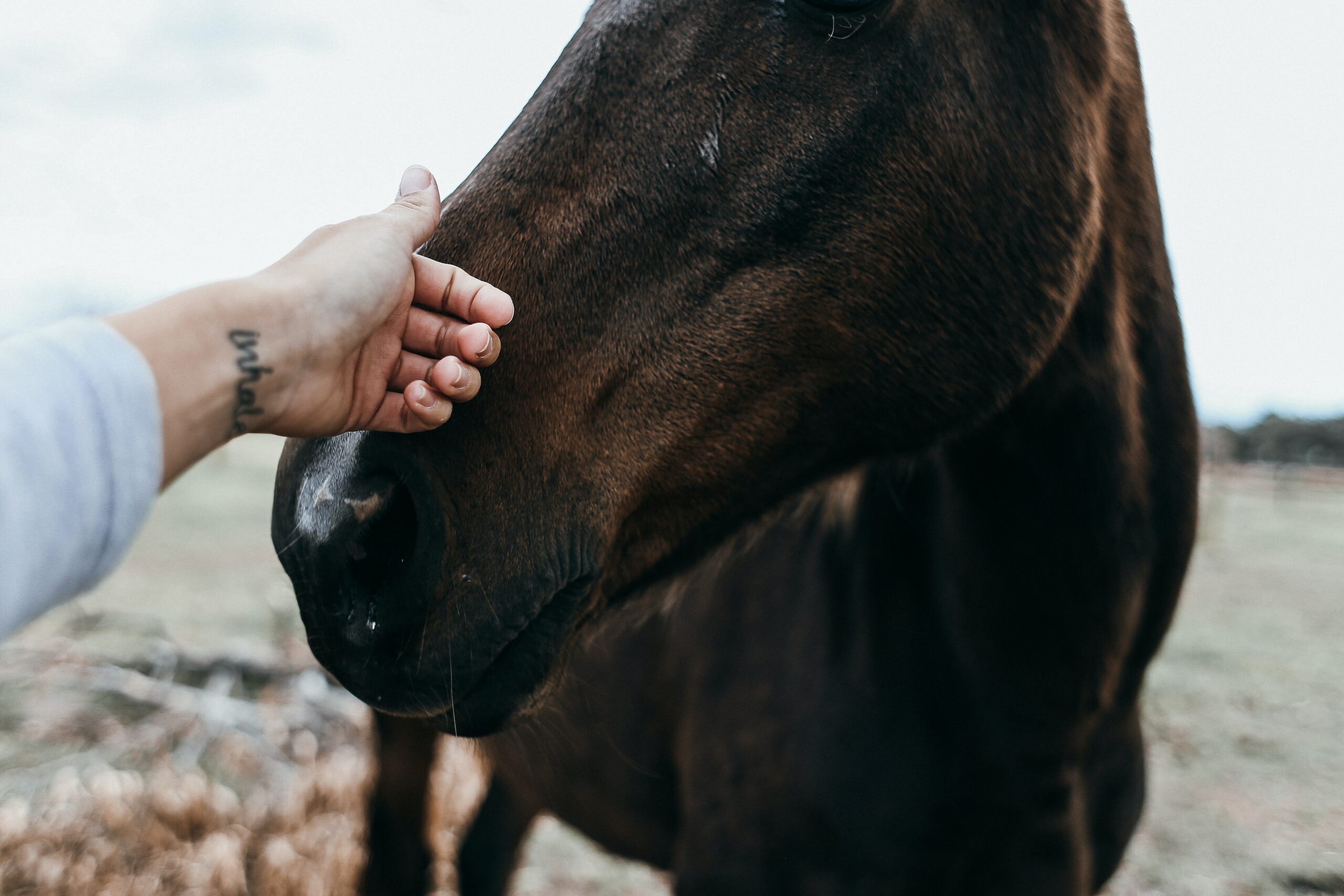 Can Horses Survive Without Humans?