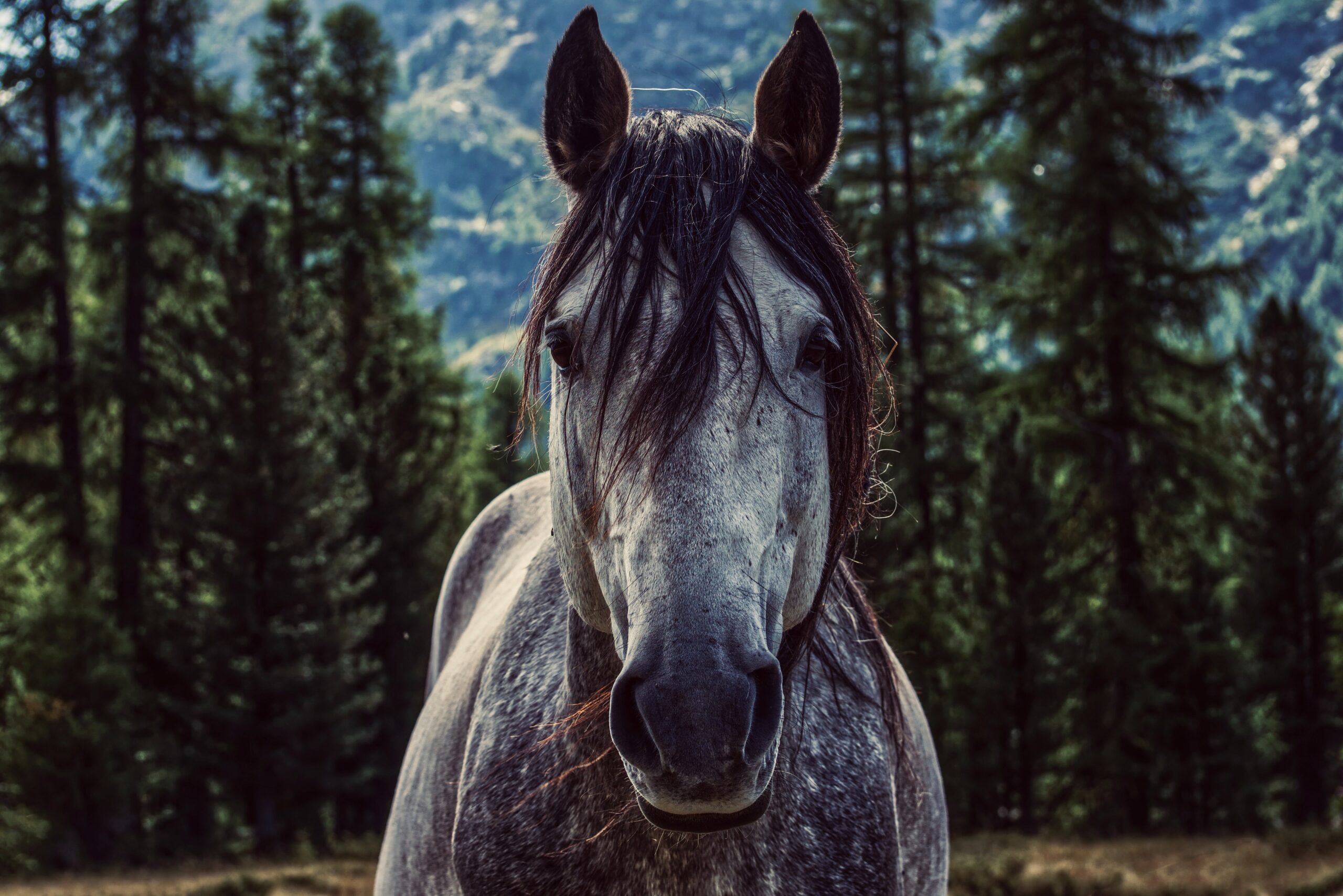 How do horses survive in the wild?