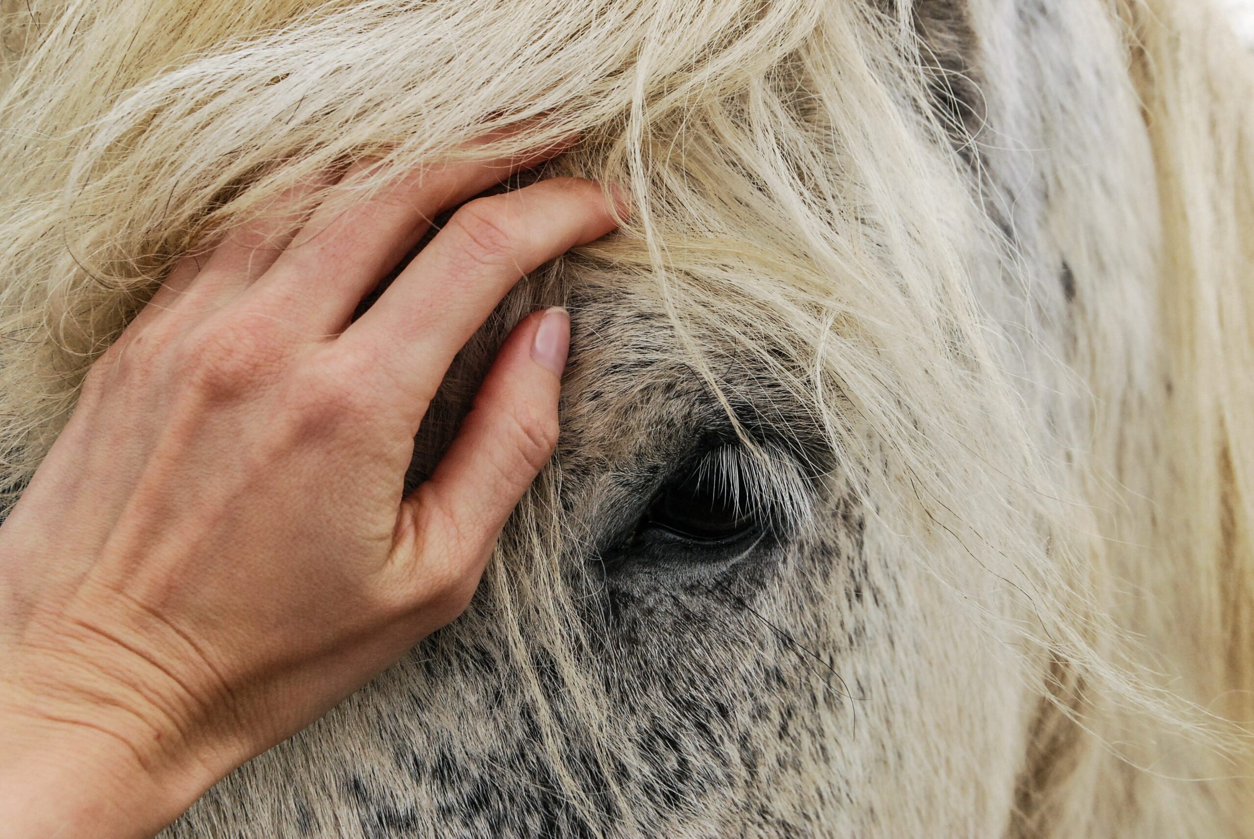 Which Horse Has the Best Hair?