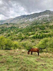 Can Horses Live in the Jungle?