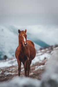 Does a Horse with colic poop?