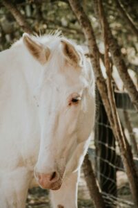 How Much Ground Flaxseed Should I Feed My Horse?