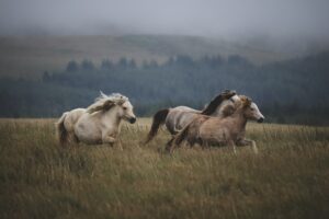 Why Do Horses Have Arched Backs?