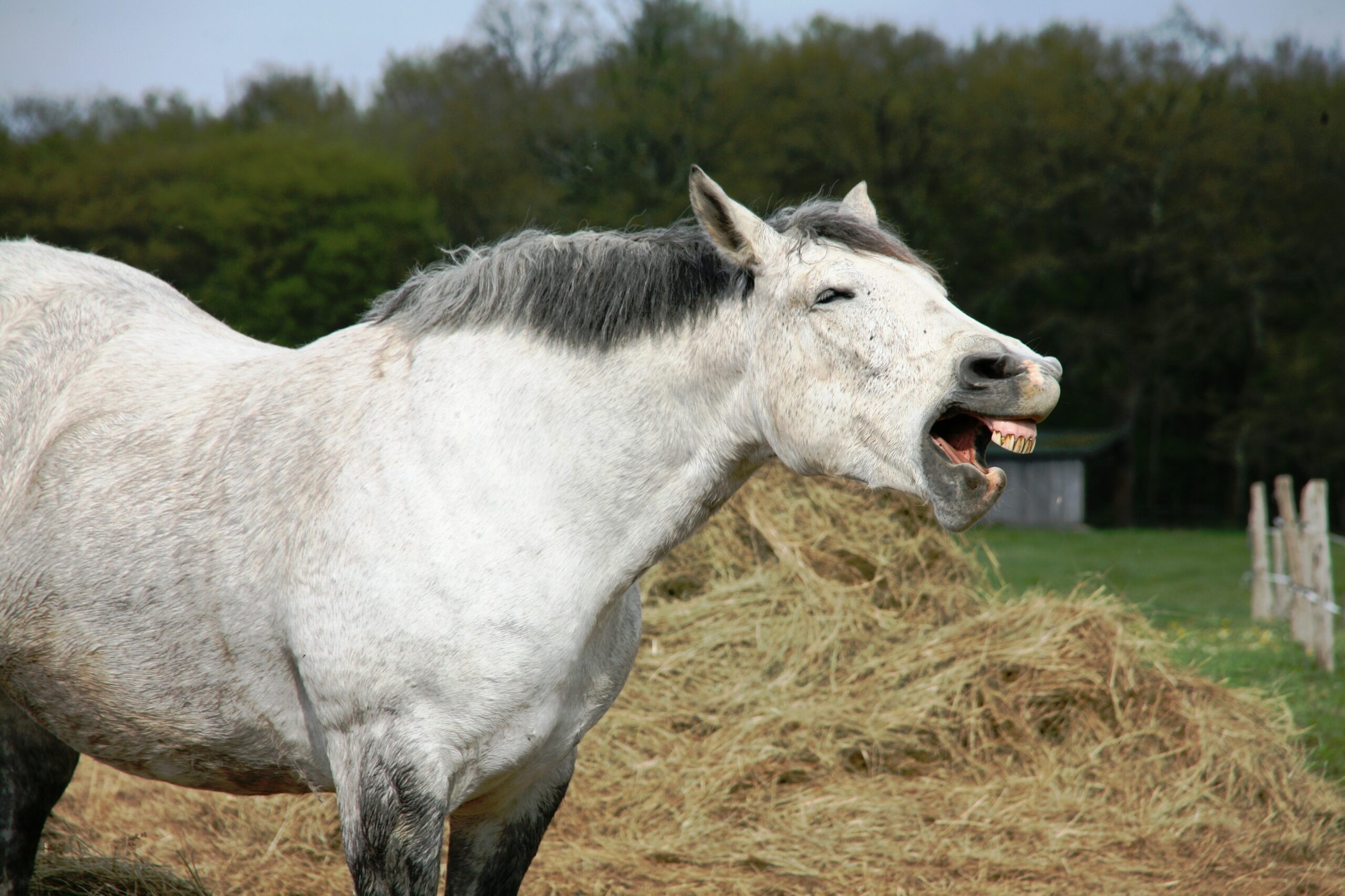 When Do Horses Lose Their Baby Teeth?