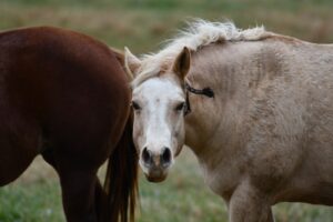 How Much Beet Pulp Should I Feed My Horse?