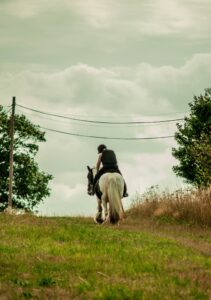 How Much Molasses Should I Feed My Horse?