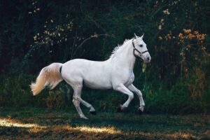 Do Horses Lay Eggs? A Guide for the Confused and Amused