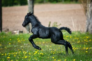 How To Tell if Your Horse is Cold?