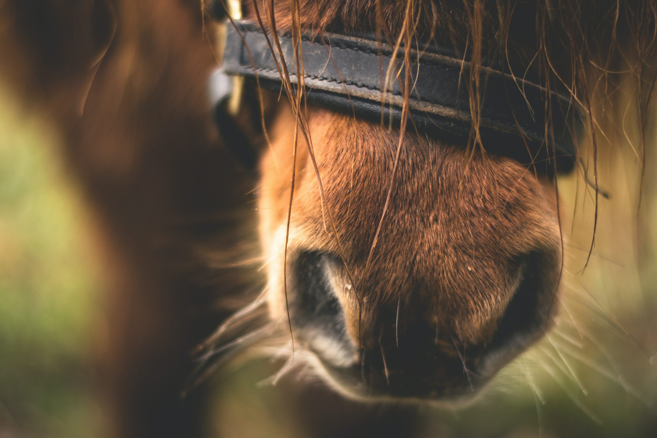15 Things to Know About Horses Sleeping On Their Sides