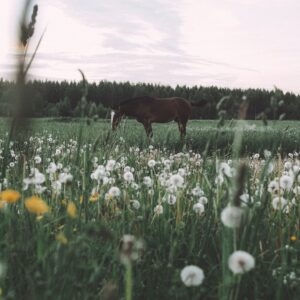 How Much Does it Cost to Feed a Horse Per Month?