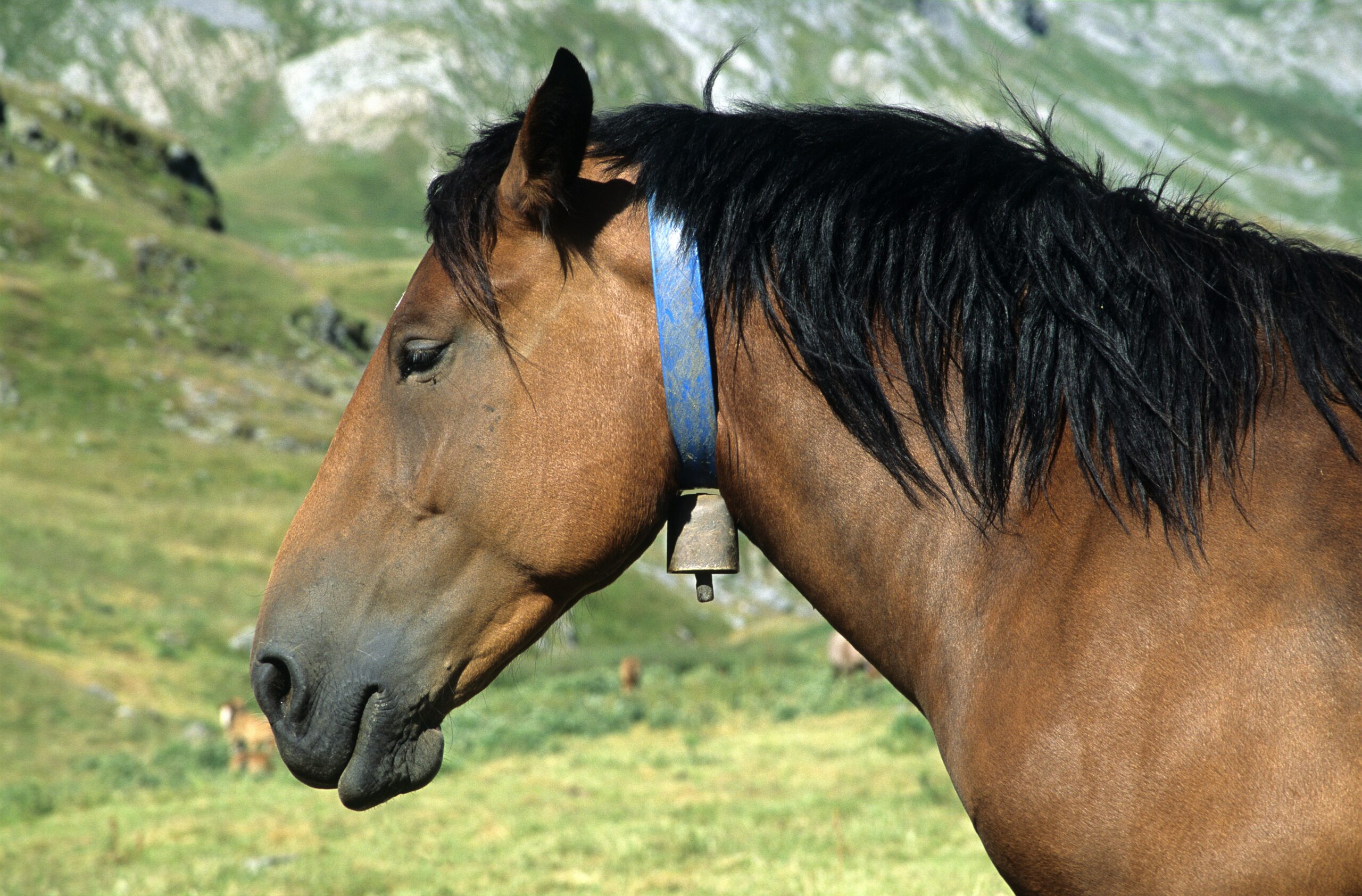 What Should I Feed My Horse Before Riding?