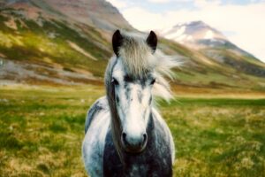 How to Keep Your Horse Happy Inside During the Rain?