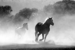 How Much Ration Balancer Should I Feed My Horse?