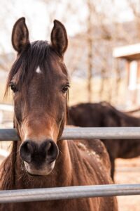 Do Horses Lay on Their Side?